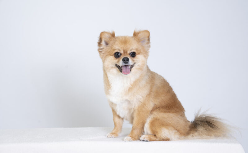 人気のミックス犬の種類をご紹介 そもそもミックス犬とは 公式 ピュアラックス Pureluxe 無添加ドッグフード キャットフード通販 人気のミックス犬の種類をご紹介 そもそもミックス犬とは 公式 ピュアラックス Pureluxe 無添加ドッグフード キャットフード通販