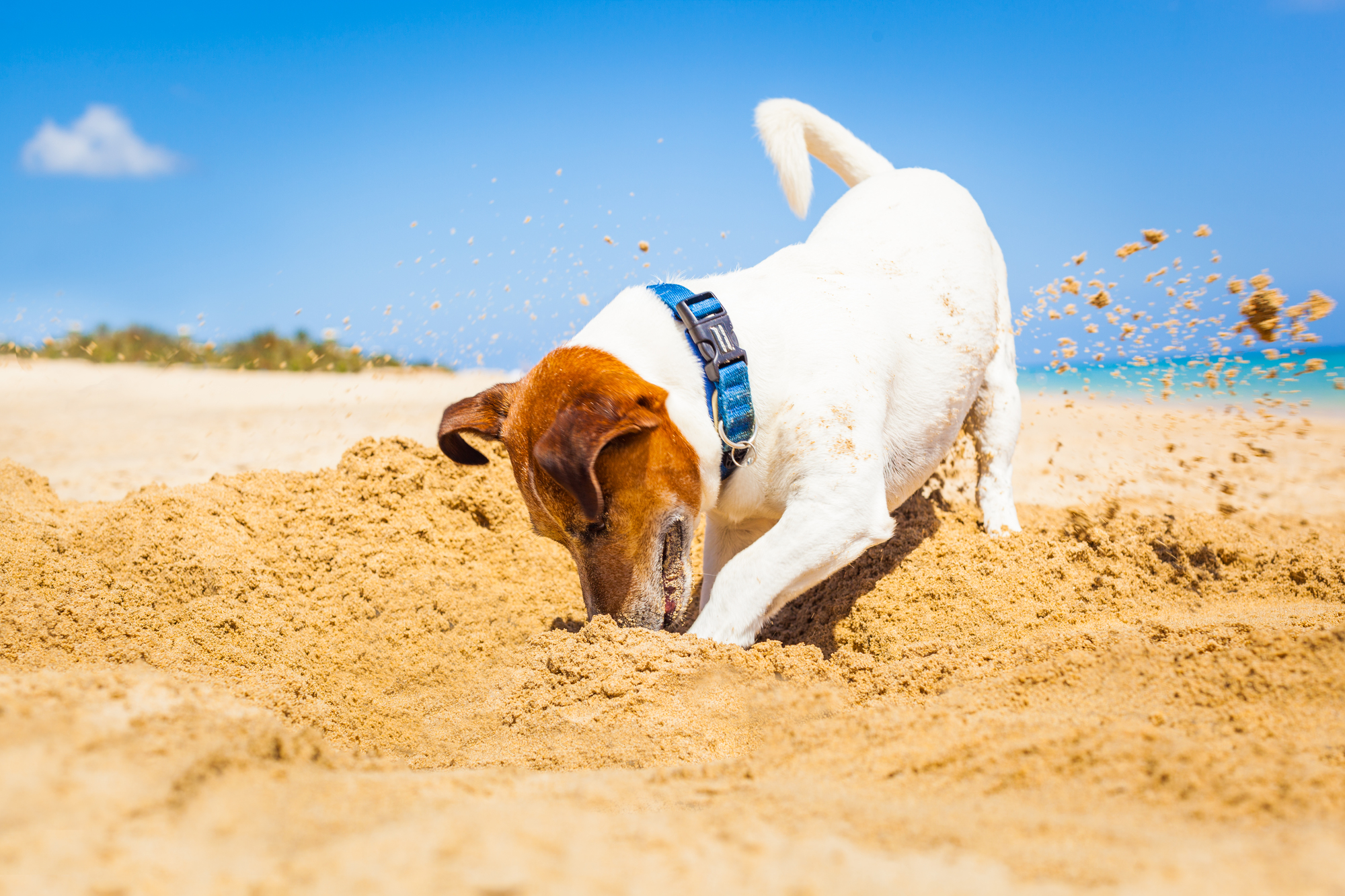 犬 が 掘る 理由