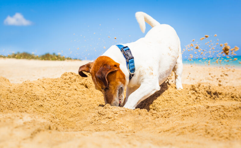 1. 犬がソファや布団で掘る仕草をするのはなぜ？