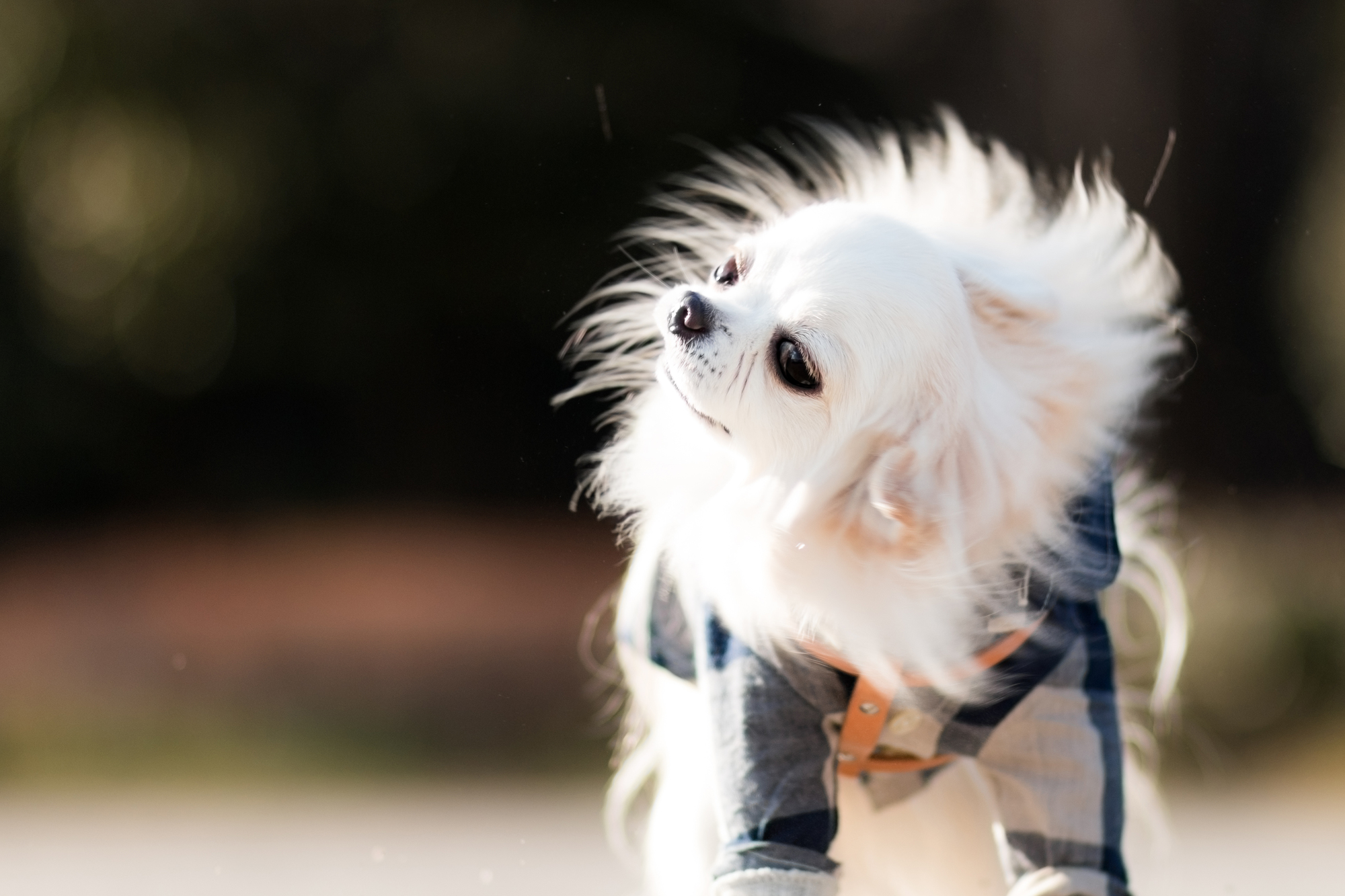 犬の毛並みが悪くなる理由と良くする方法とは？