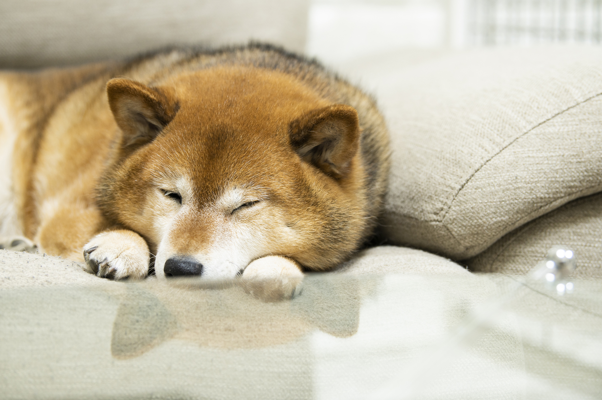犬が飼い主の顔を舐める理由とは やめさせたい場合にはどうすればいい 公式 ピュアラックス Pureluxe 無添加ドッグフード キャットフード通販 犬が飼い主の顔を舐める理由とは やめさせたい場合にはどうすればいい 公式 ピュアラックス Pureluxe 無添加ドッグフード キャットフード通販