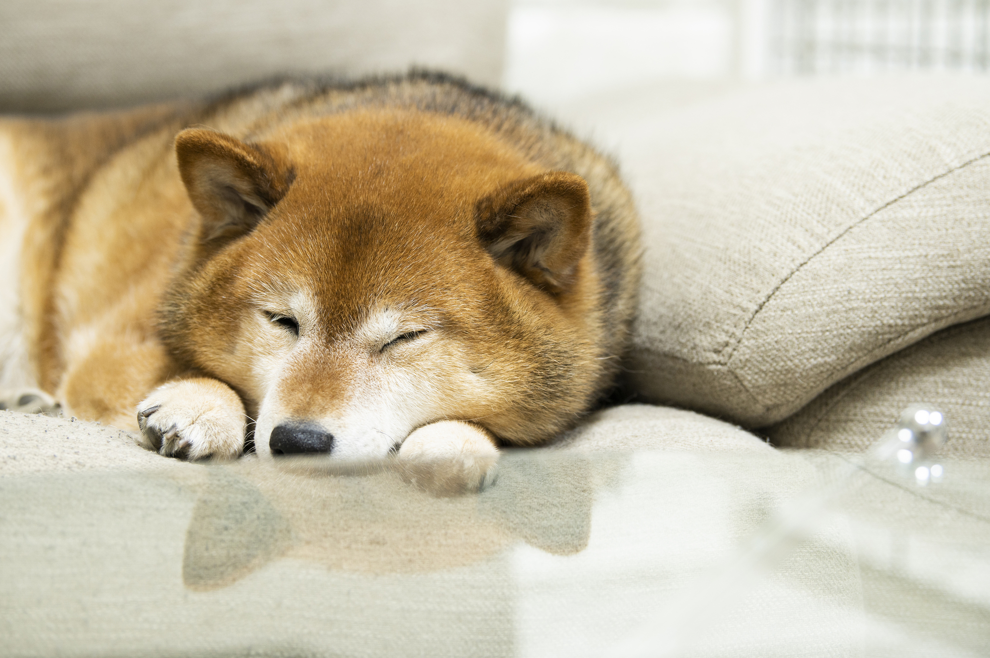 犬が昼夜逆転してしまう原因と対策方法とは？