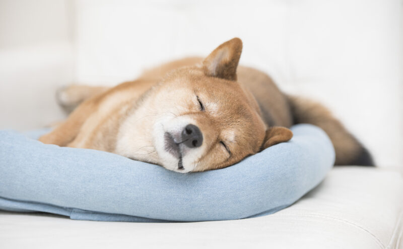 犬の睡眠時間はどのくらい？シニア犬の場合は睡眠時間は長くなる？