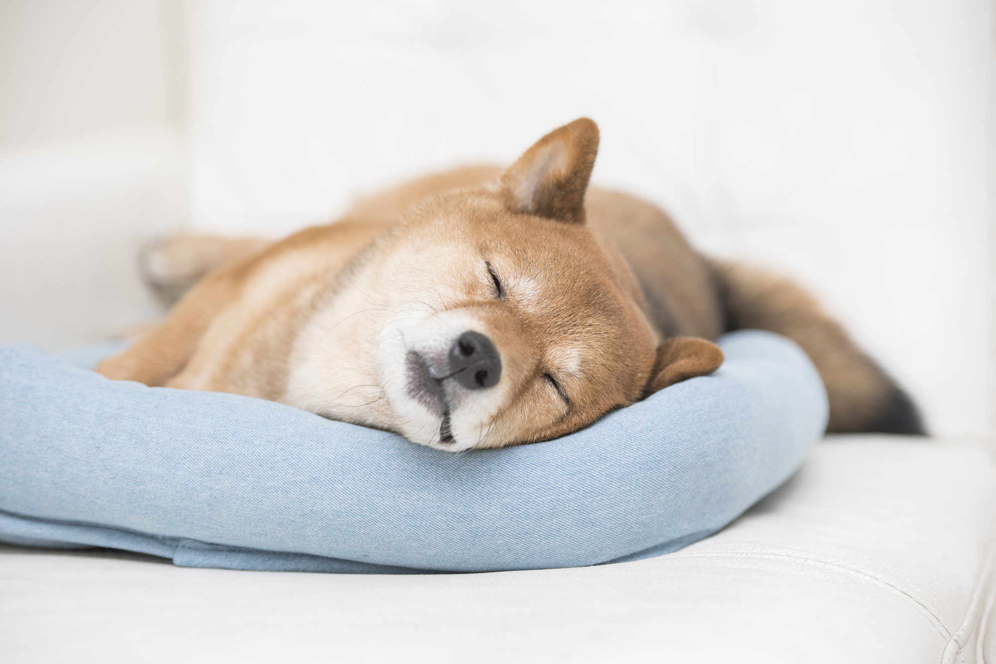 犬の睡眠時間はどのくらい？シニア犬の場合は睡眠時間は長くなる？