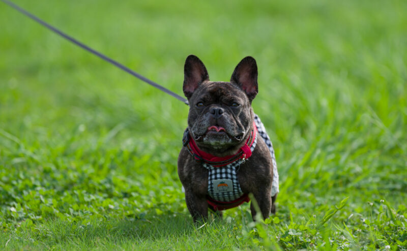 犬のハーネスと首輪それぞれのメリット・デメリットとは？