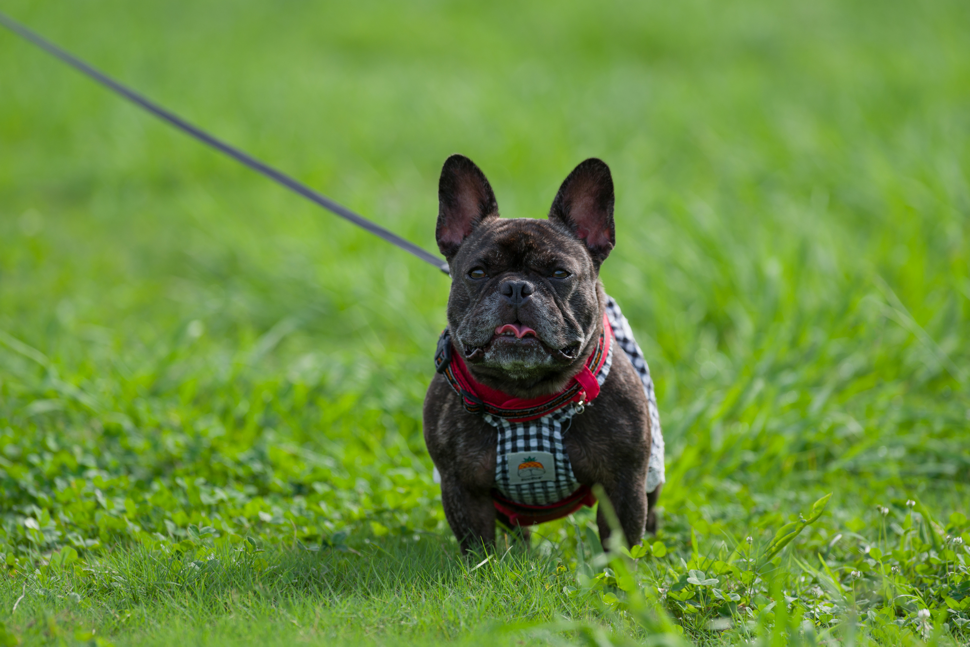 犬のハーネスと首輪それぞれのメリット・デメリットとは？