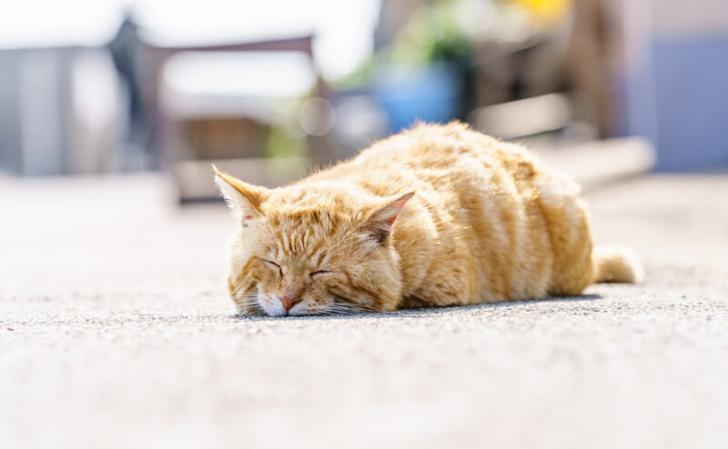 野良猫を保護して飼う前に知っておくべきポイントを5つ紹介！