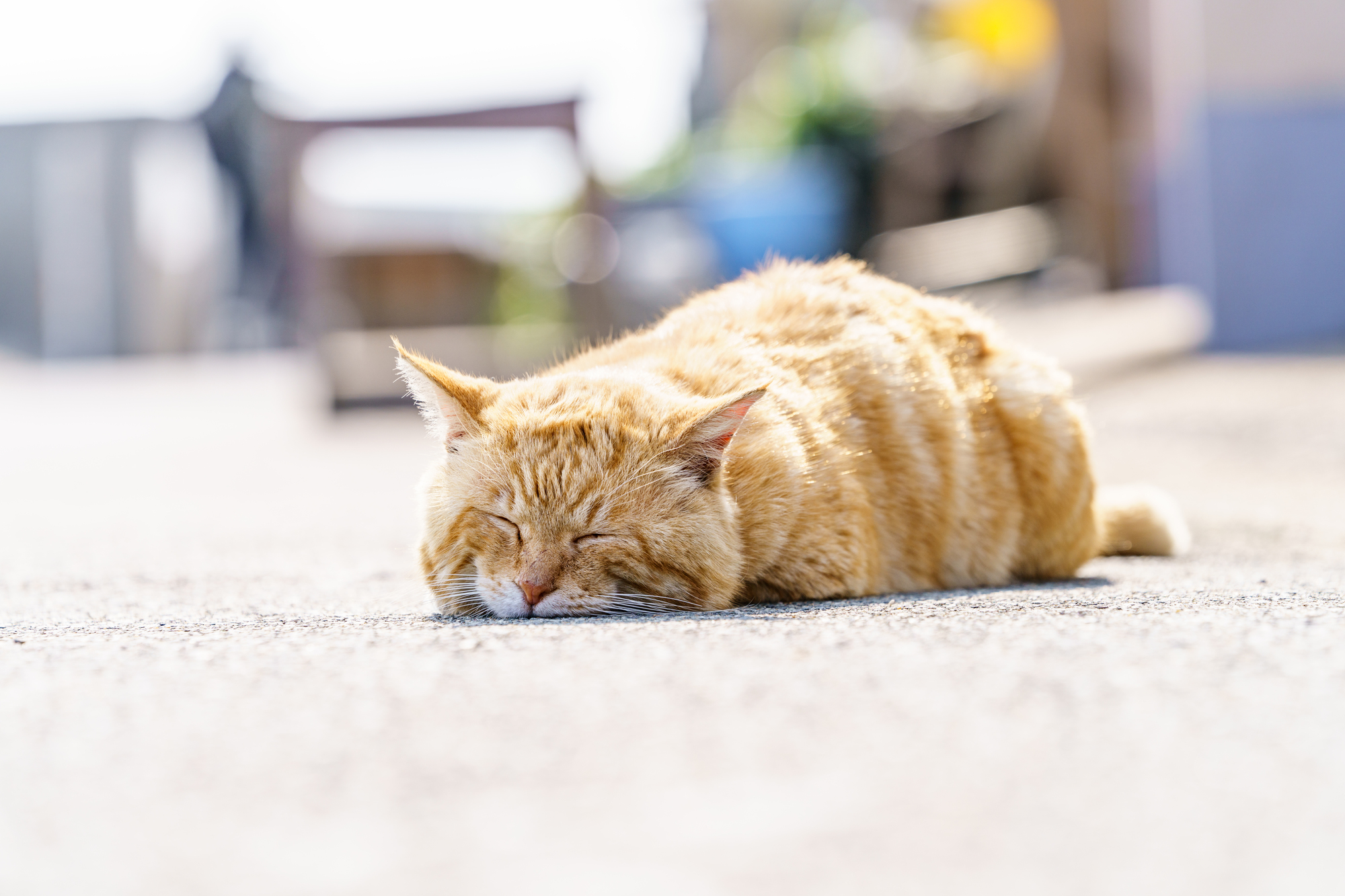 野良猫を保護して飼う前に知っておくべきポイントを5つ紹介！