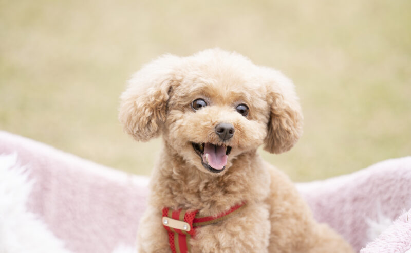 犬用クレートの選び方