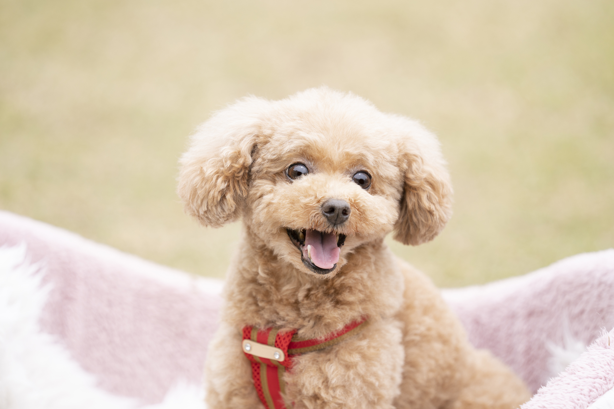 犬用クレートの選び方