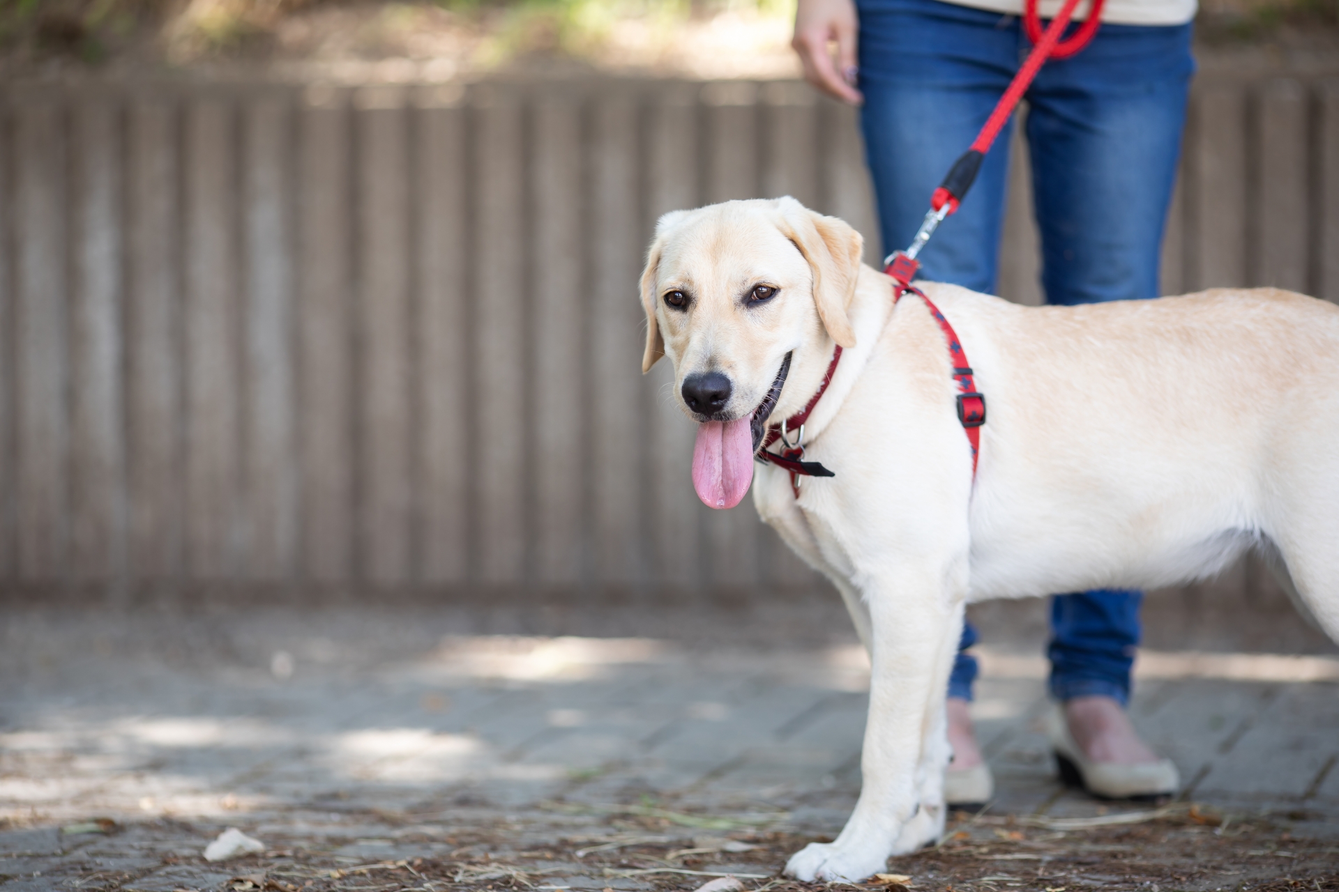 身体障害者補助犬とは？～盲導犬・介助犬・聴導犬～