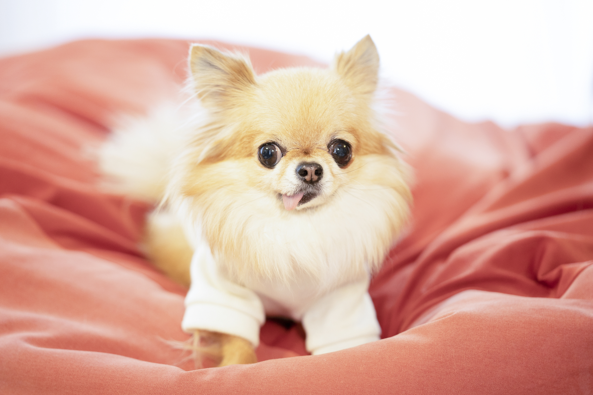 犬が咳をしている場合に考えられる5つの原因とは?