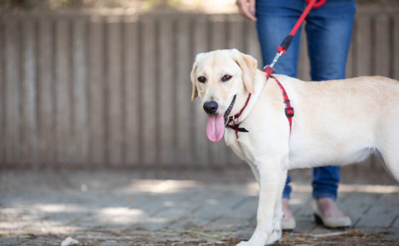 犬のよだれが増える原因や要注意なよだれについて