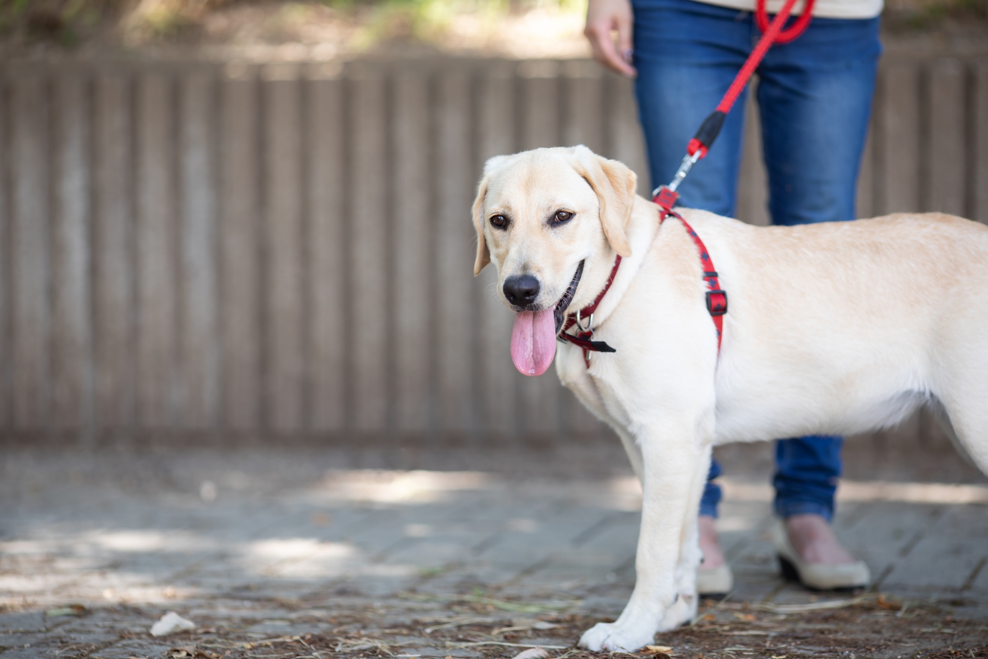 犬のよだれが増える原因や要注意なよだれについて