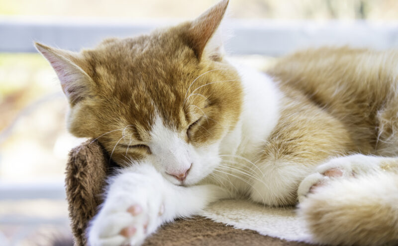 猫に与えるまたたびの効果や与える上での注意点について