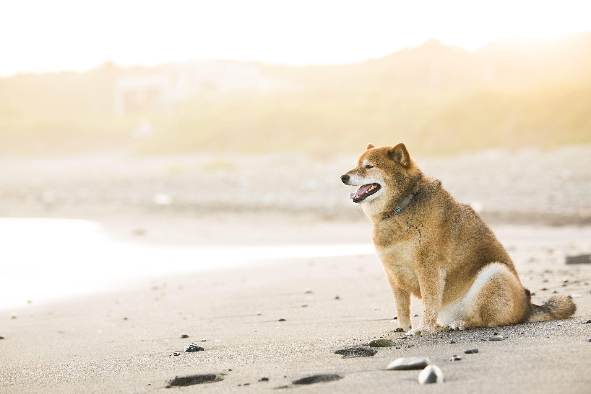 犬の歩き方がおかしい場合に考えられる原因とは？