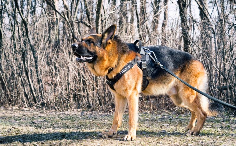 警察犬とは？警察犬の犬種・訓練期間・活動年齢などを紹介！
