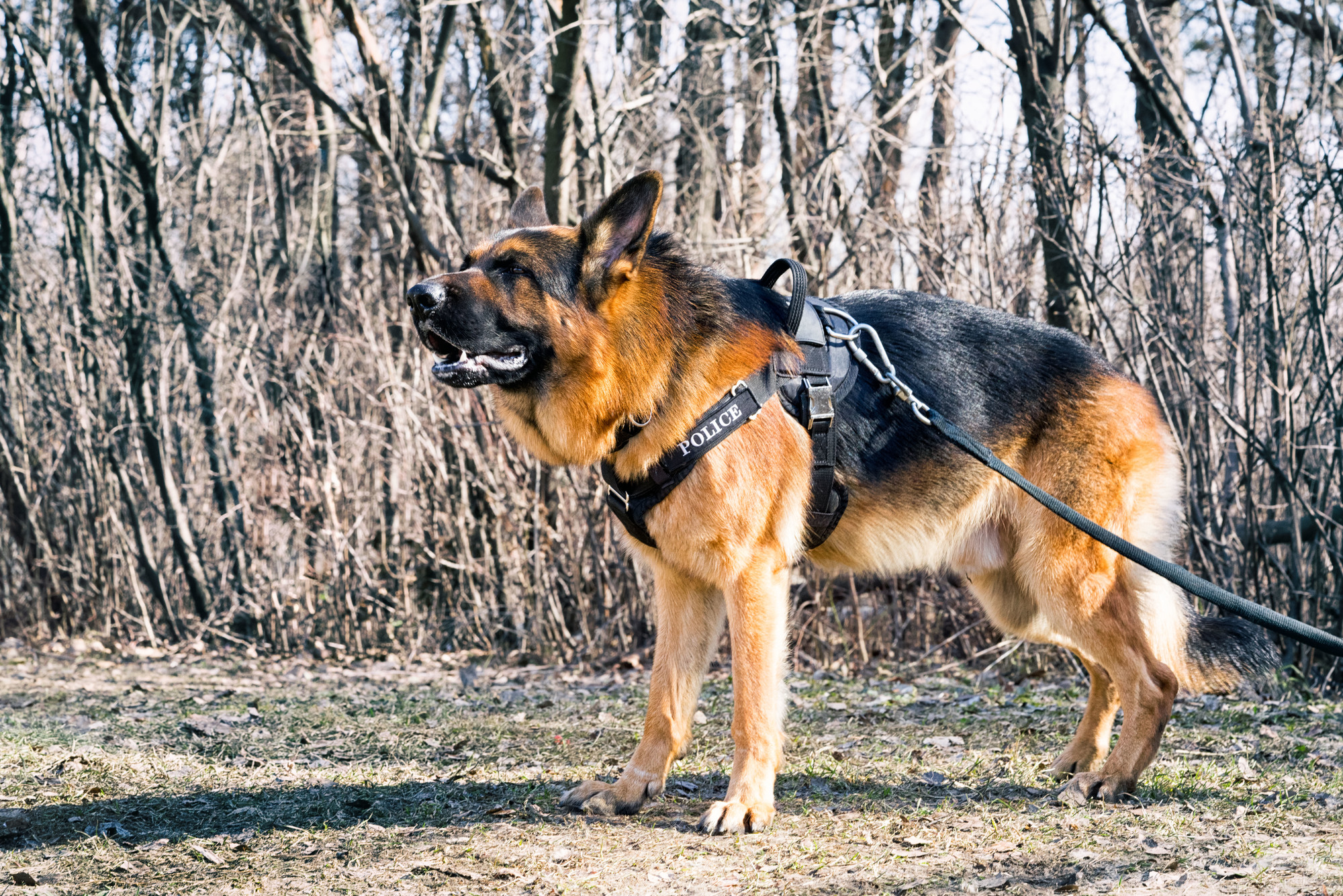 警察犬とは？警察犬の犬種・訓練期間・活動年齢などを紹介！