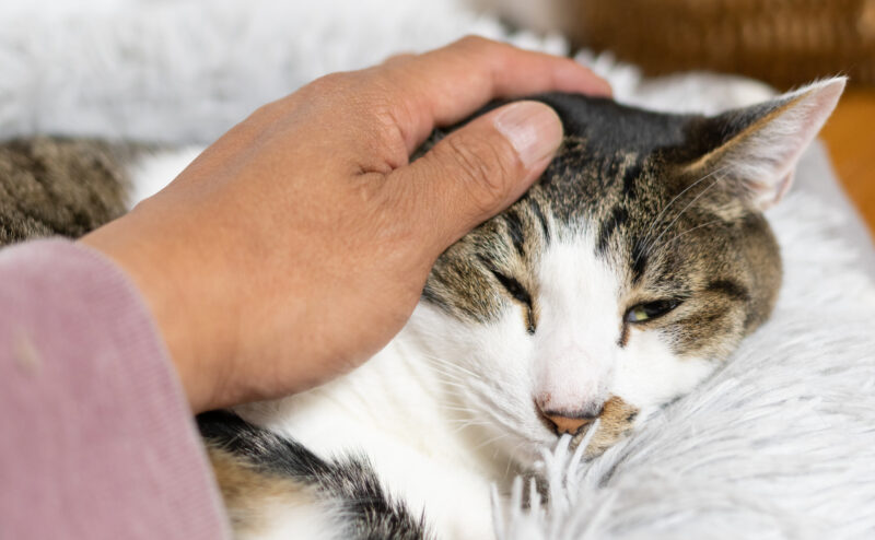 年老いた猫に対する適切なケアと注意点について