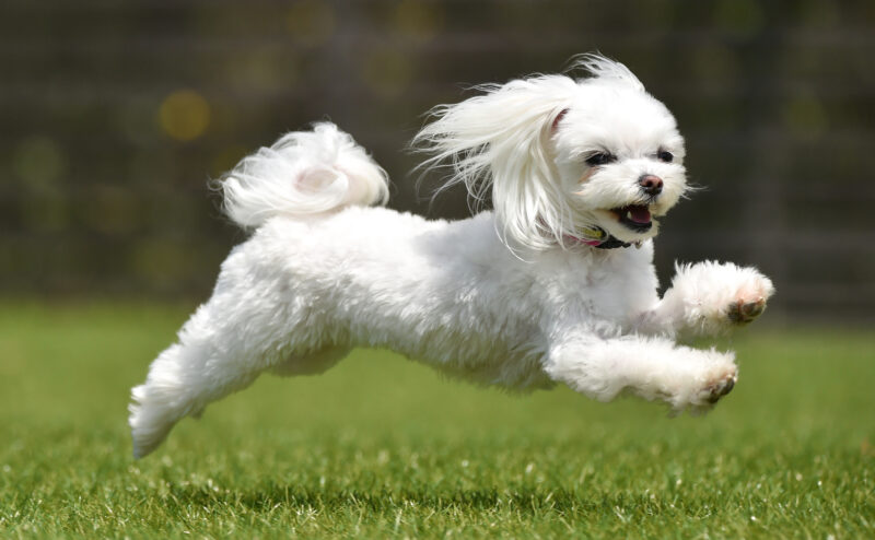 犬のイベントの種類（マルシェ・競技会・ドッグショー等）を紹介！