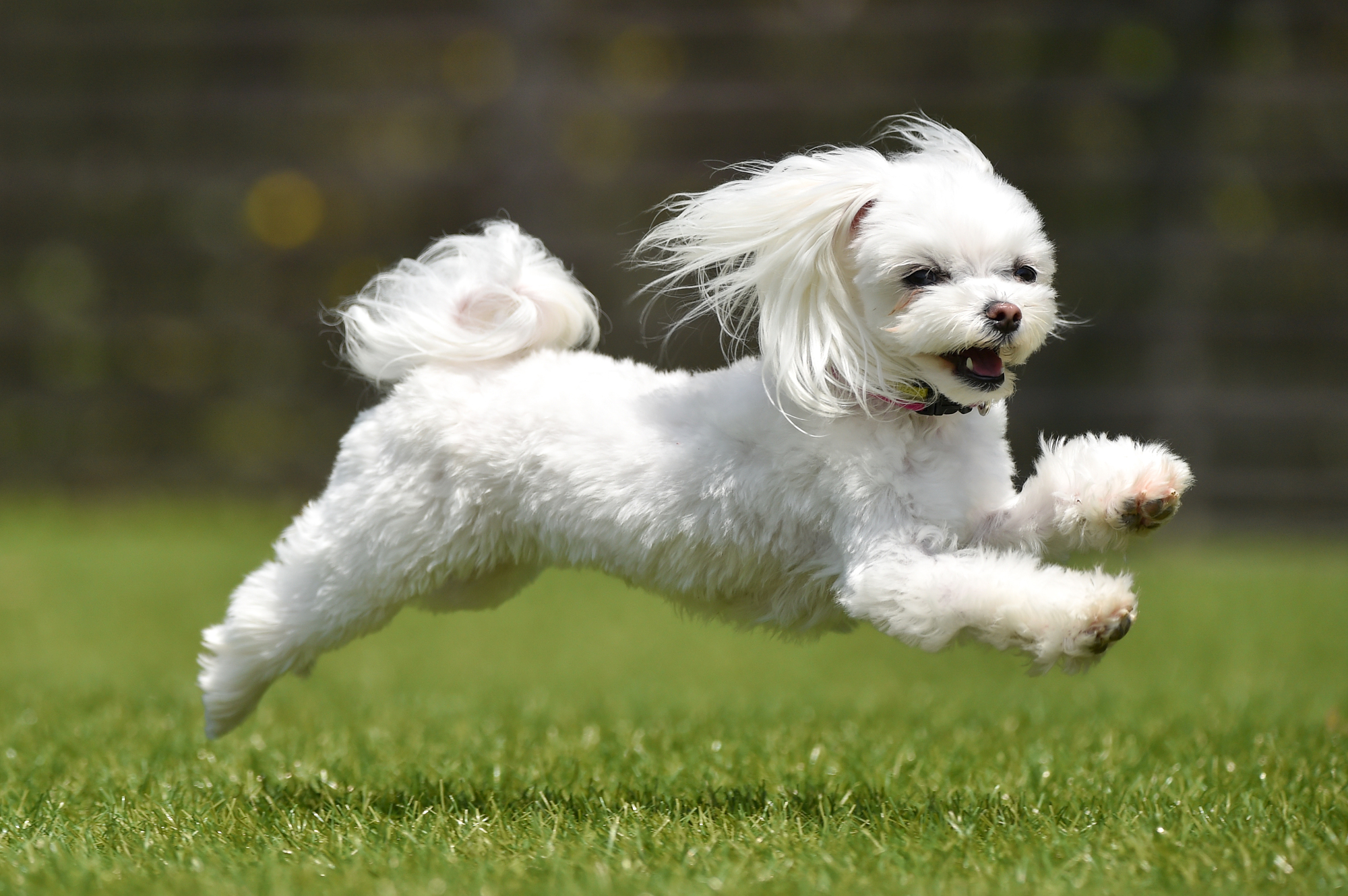 犬のイベントの種類（マルシェ・競技会・ドッグショー等）を紹介！