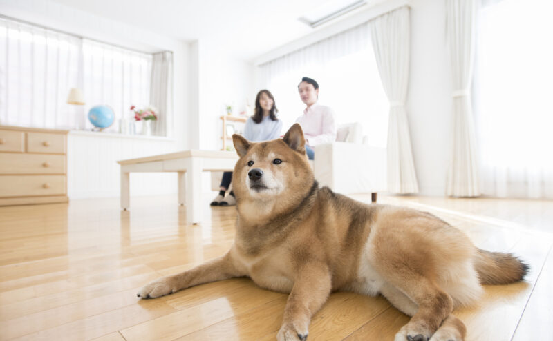 犬を飼うことの責任～飼い主としての意識的な行動について～