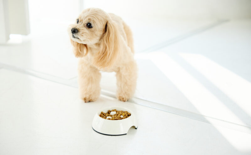 ドッグフードの香りと味が愛犬に与える影響