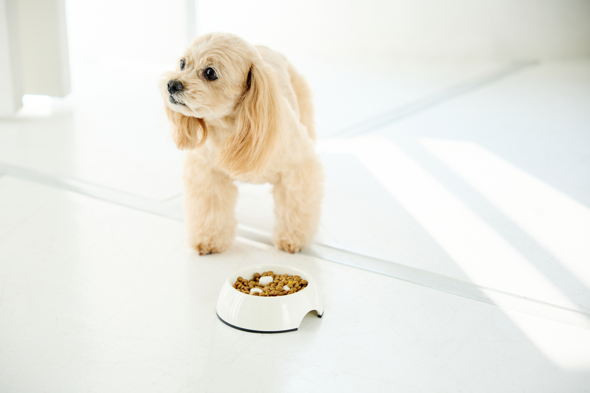 ドッグフードの香りと味が愛犬に与える影響