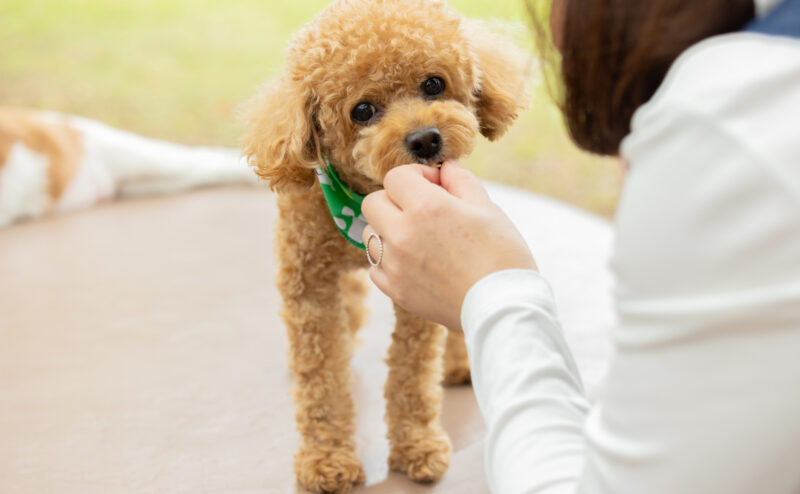 犬の毛玉はなぜできる？原因・リスク・対策を紹介！