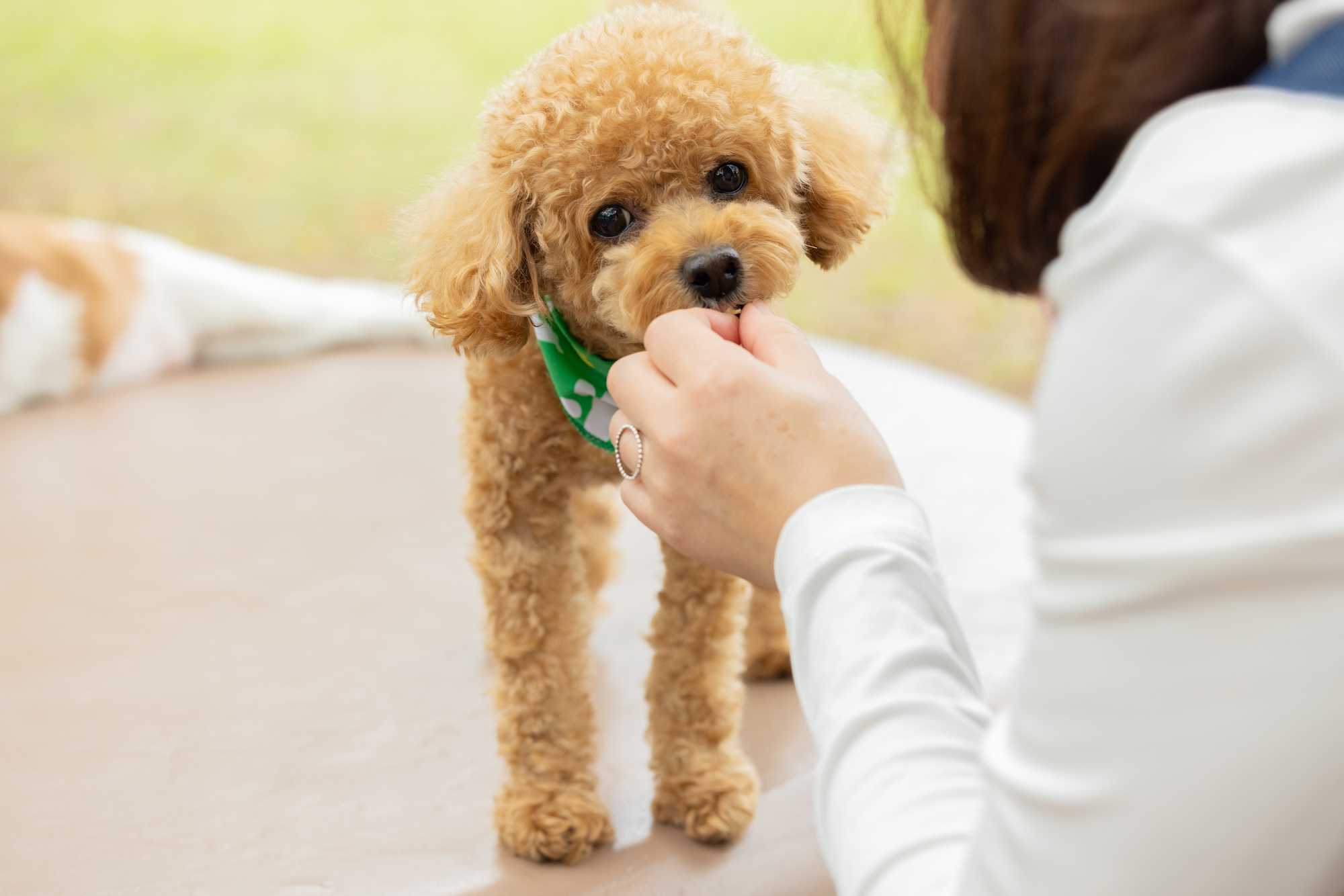 犬の毛玉はなぜできる？原因・リスク・対策を紹介！