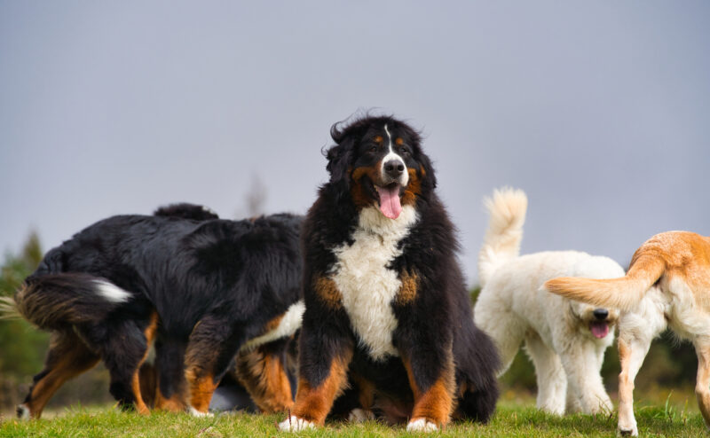 犬の骨と関節の健康維持のためのサポート方法 (2)