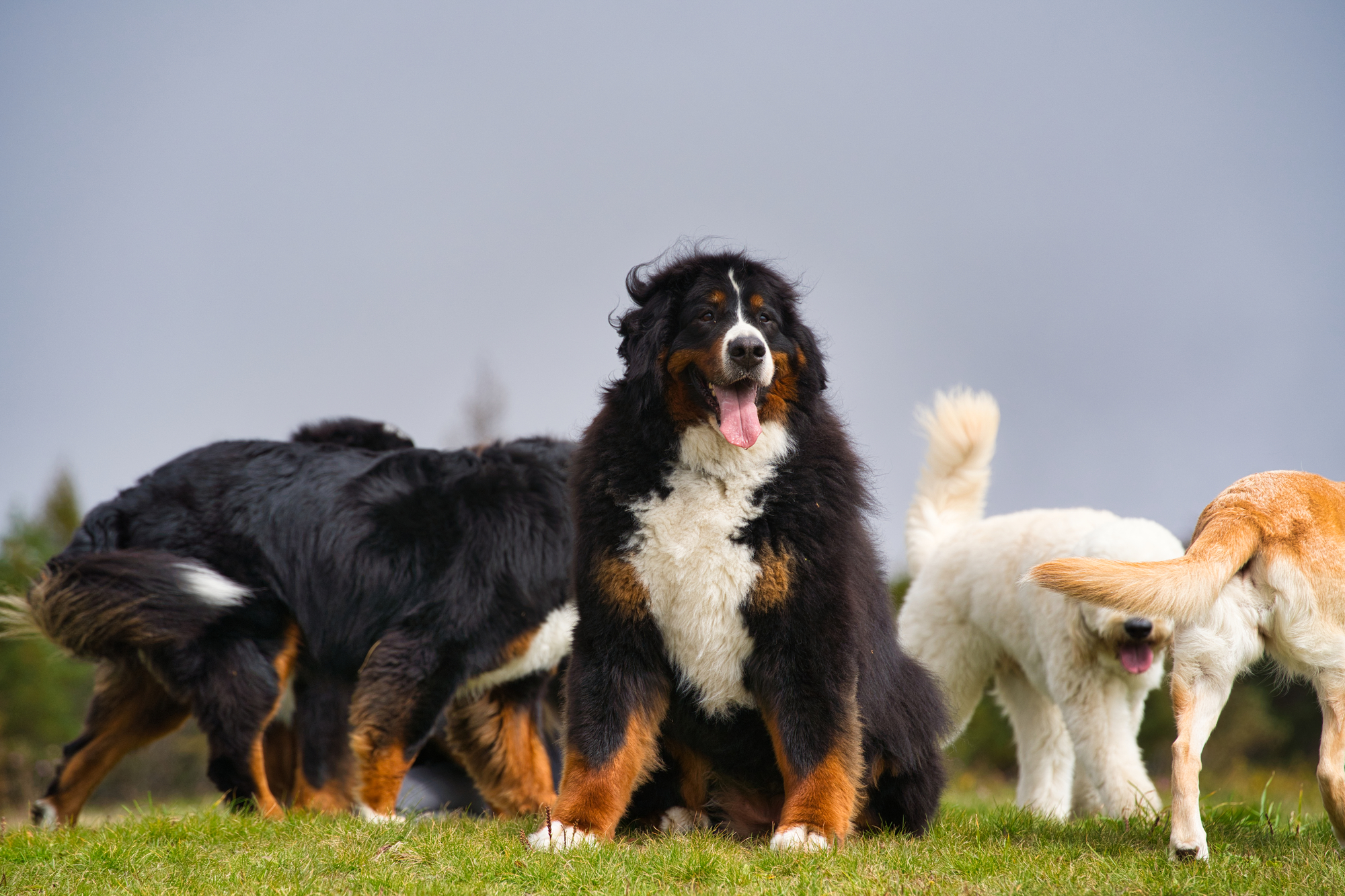 犬の骨と関節の健康維持のためのサポート方法 (2)