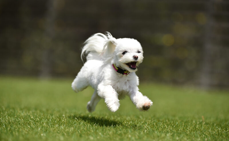 犬の骨と関節の健康維持のためのサポート方法