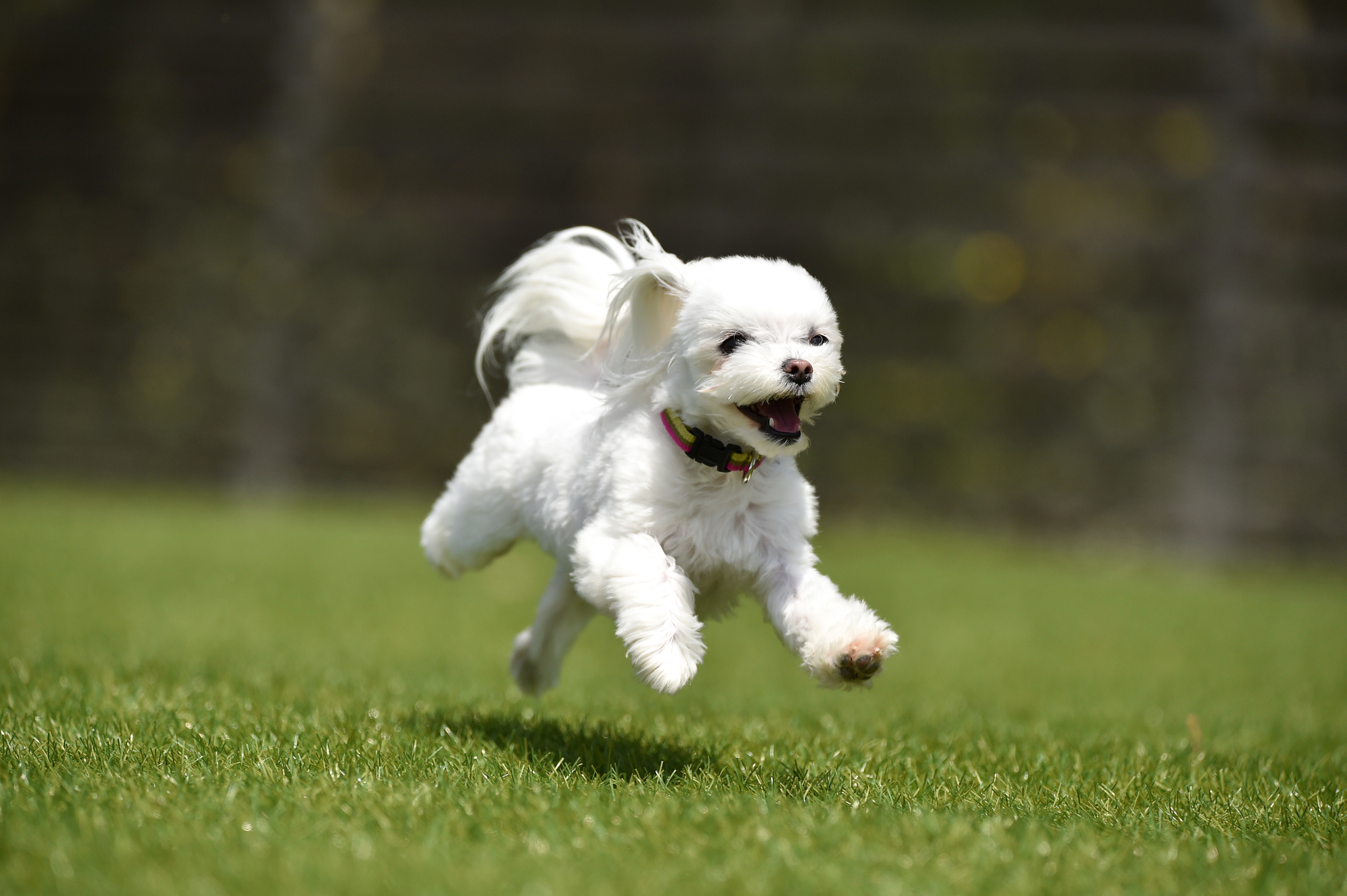 犬の骨と関節の健康維持のためのサポート方法