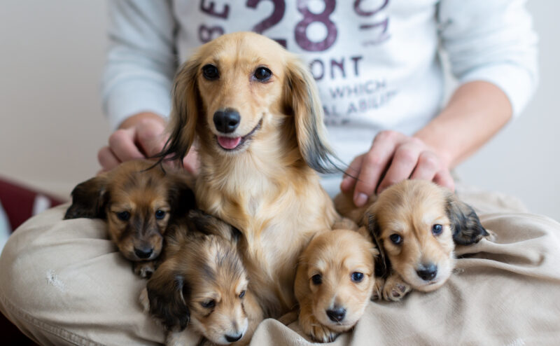 犬の出産における動物病院の選び方と出産準備