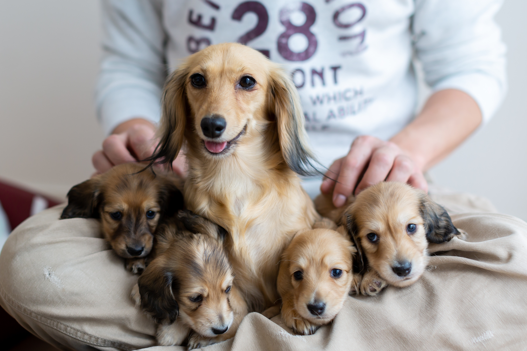 犬の出産における動物病院の選び方と出産準備