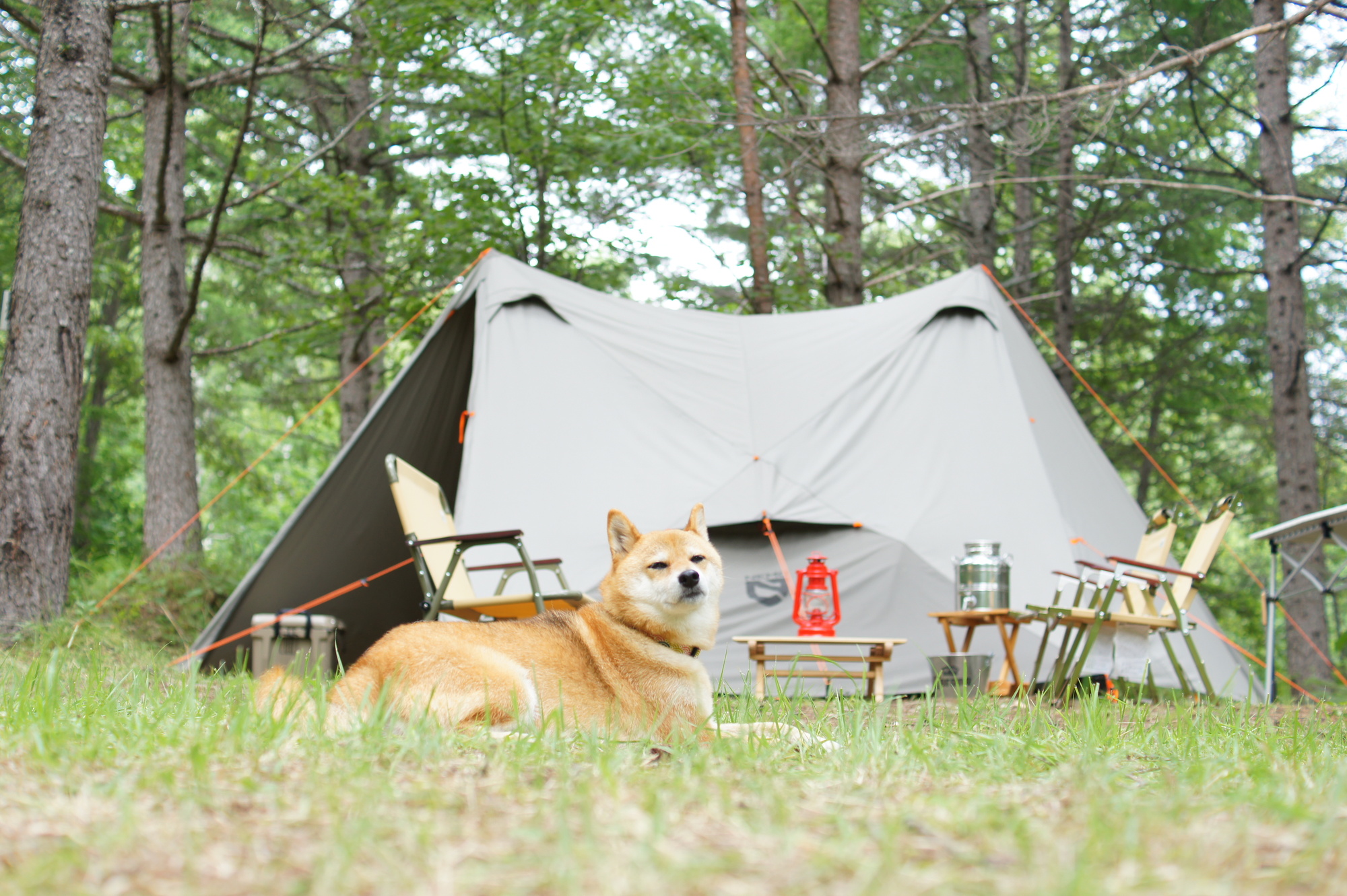 愛犬とキャンプを楽しむための方法や注意点について