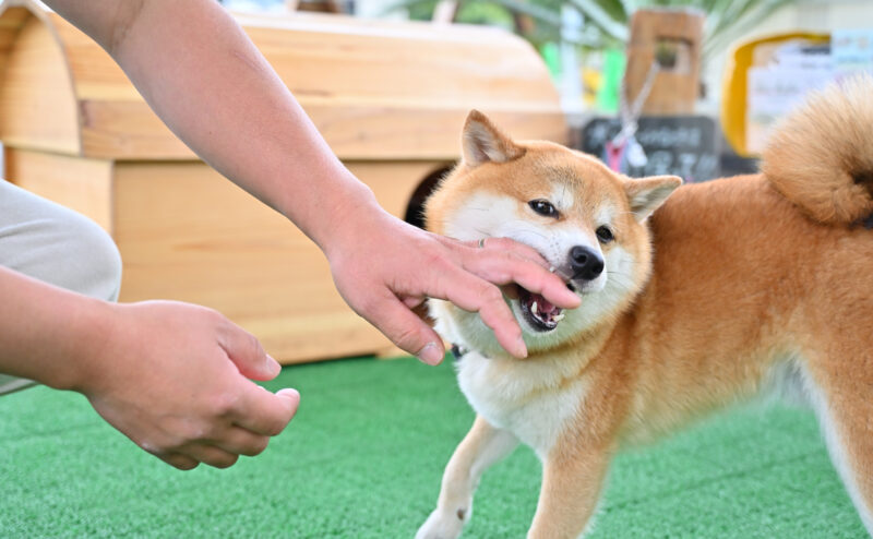 犬が噛んでしまう原因とは？どう対処すればよい？