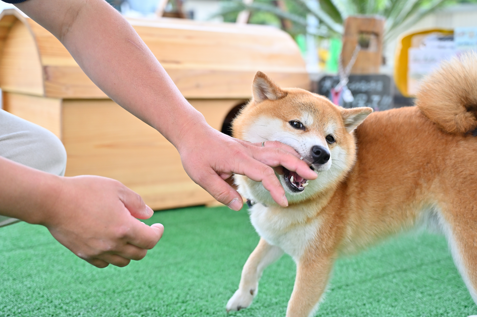 犬が噛んでしまう原因とは？どう対処すればよい？