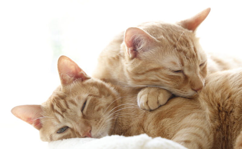 猫の睡眠時間はどれぐらい？快適に寝るための環境や睡眠時間不足による影響なども紹介！