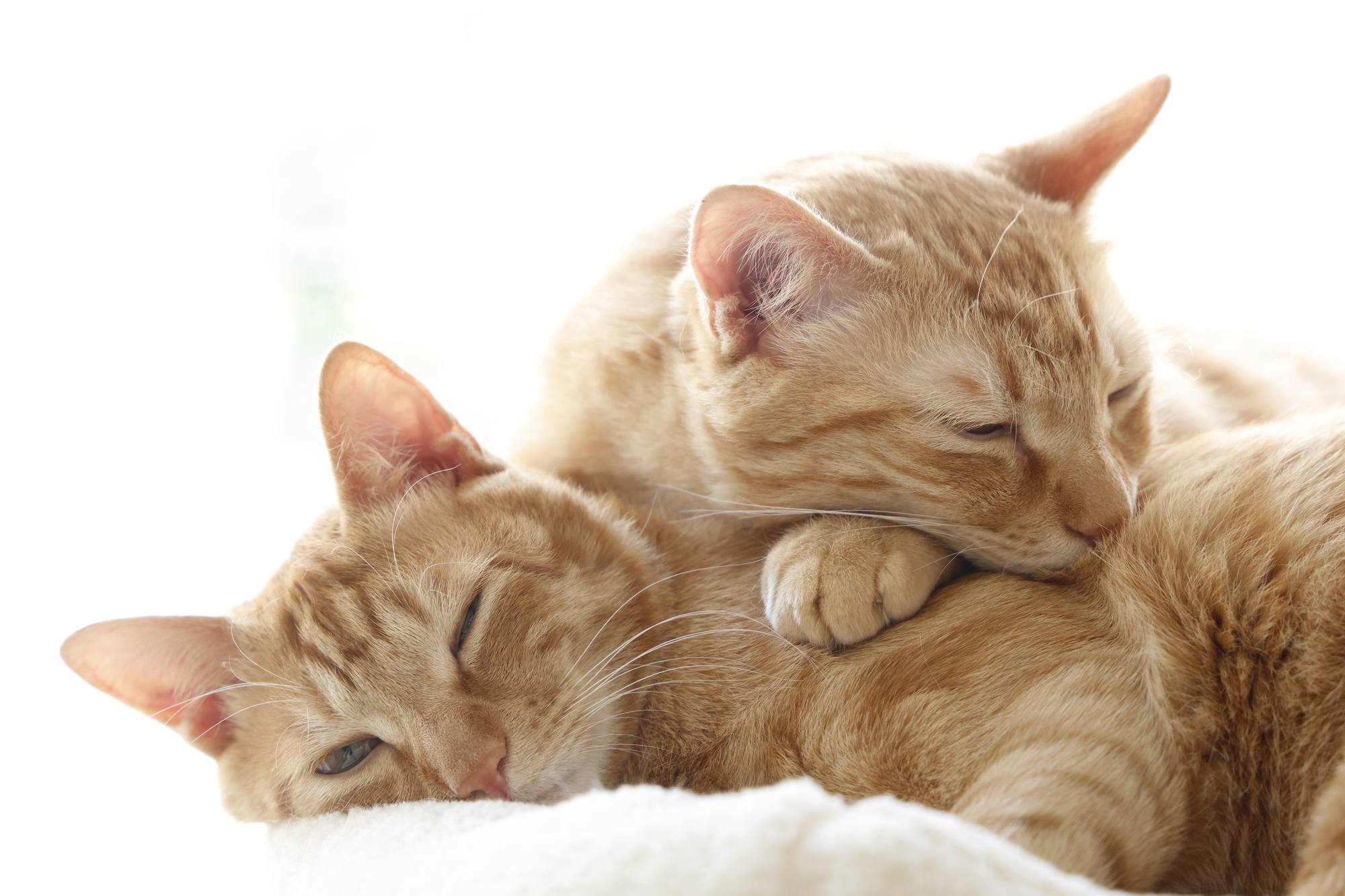 猫の睡眠時間はどれぐらい？快適に寝るための環境や睡眠時間不足による影響なども紹介！