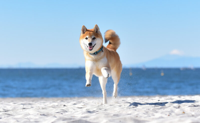 愛犬との旅行の準備とコツ！旅行持参におすすめのアイテムも紹介！