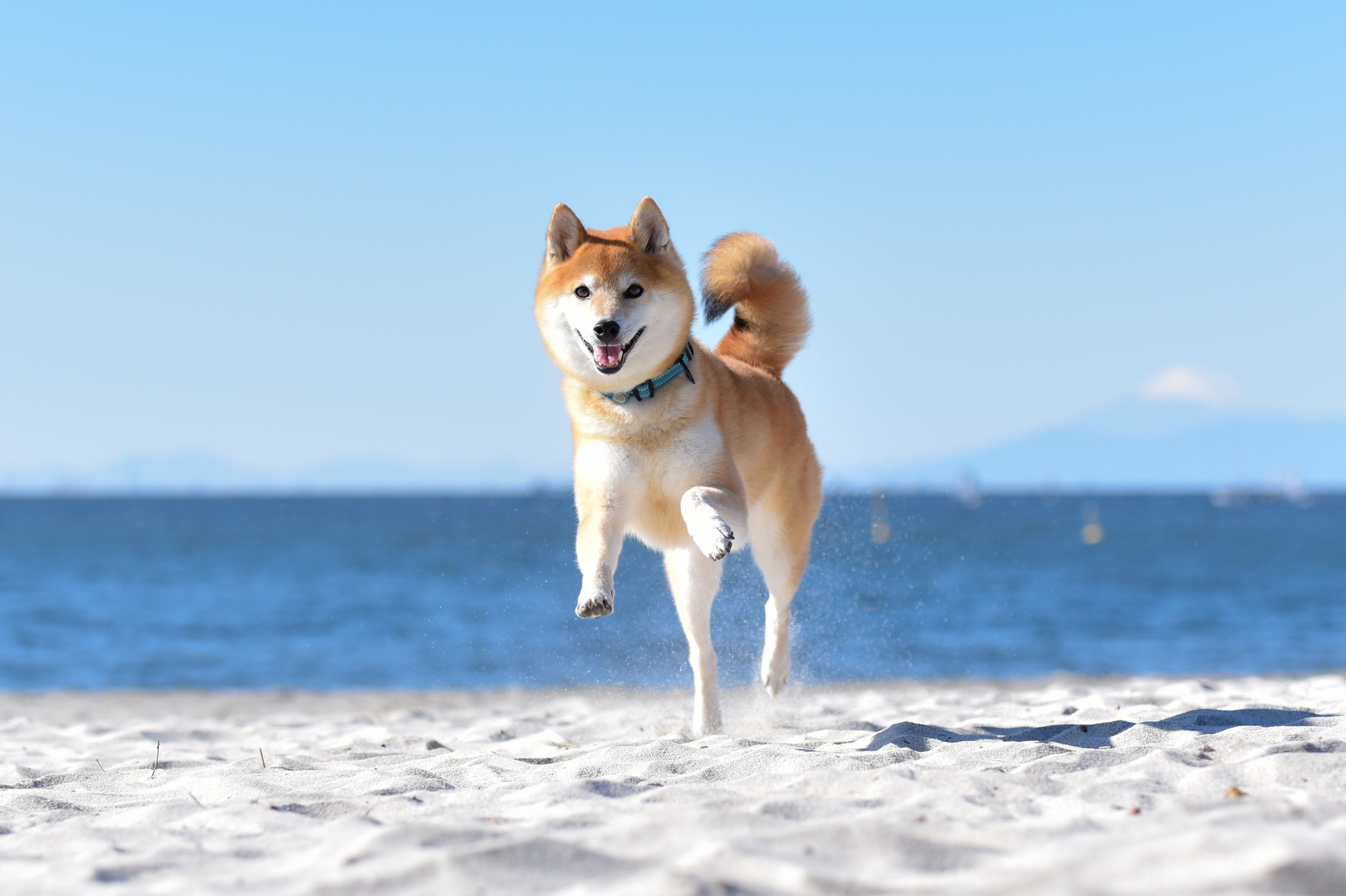 愛犬との旅行の準備とコツ！旅行持参におすすめのアイテムも紹介！