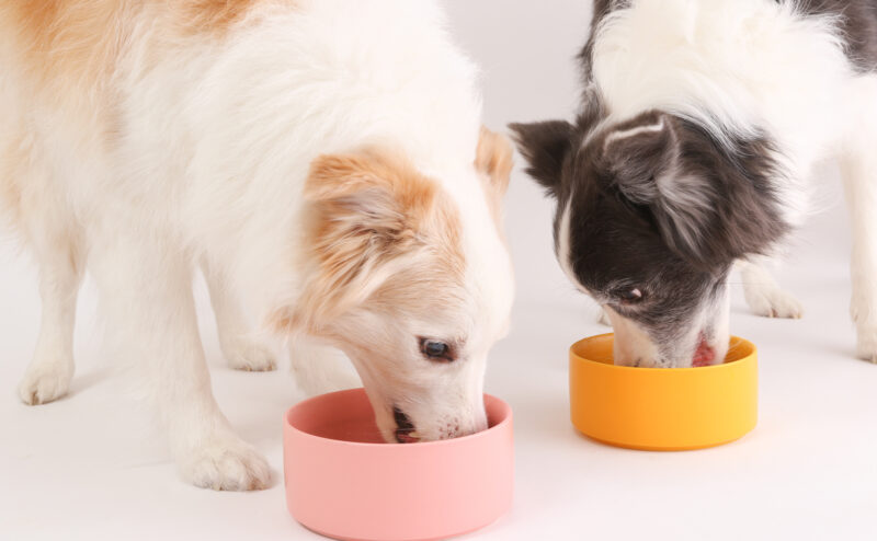 犬の食物アレルギーの症状や原因について