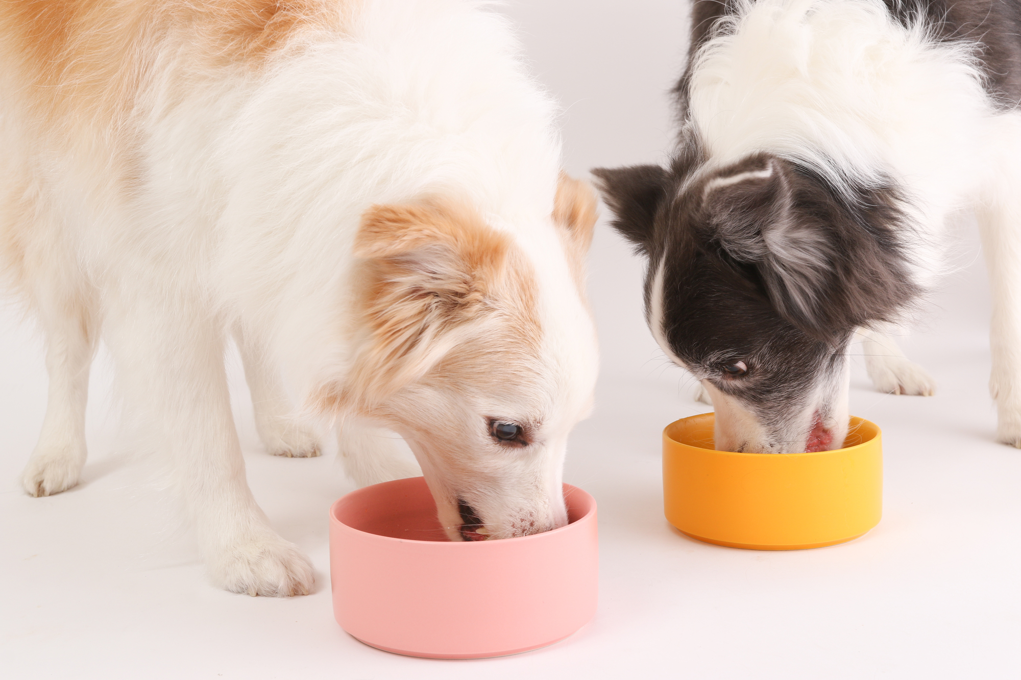 犬の食物アレルギーの症状や原因について