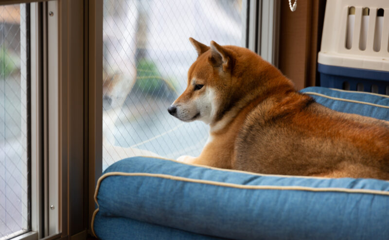 犬はどれぐらいの時間留守番ができる？留守番を快適にするには？