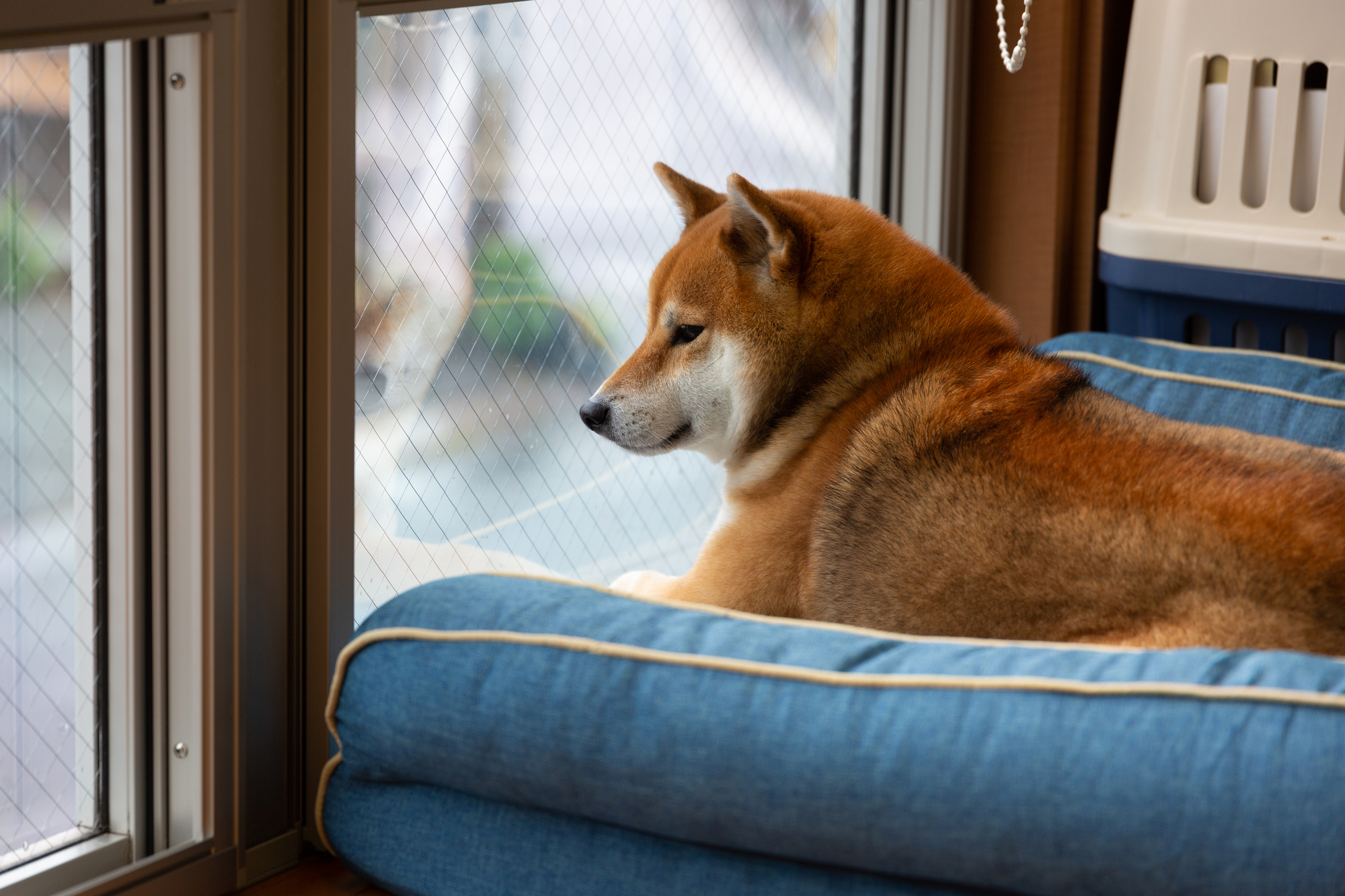 犬はどれぐらいの時間留守番ができる？留守番を快適にするには？