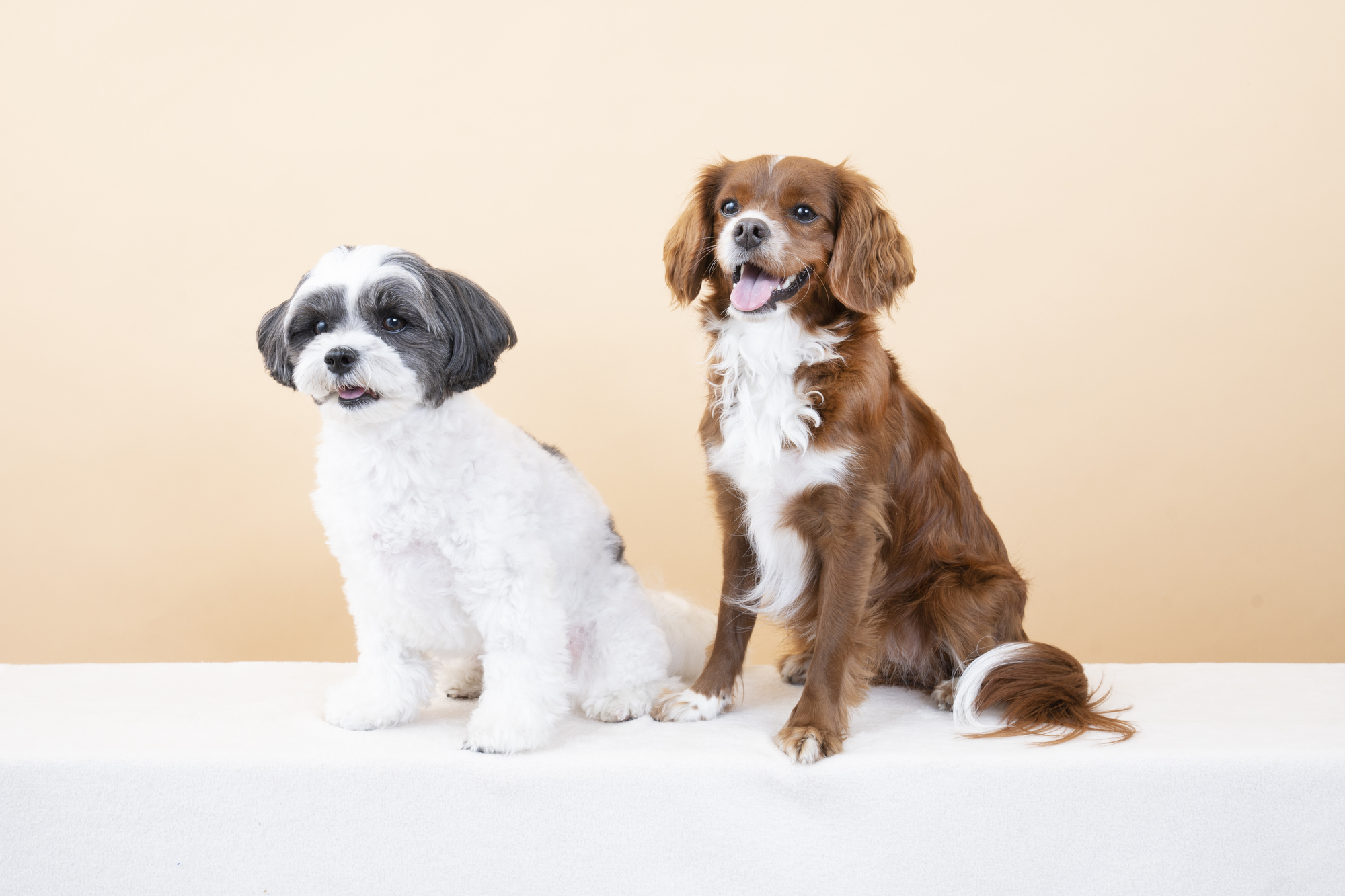 二匹目の犬を迎え入れるタイミングとポイントについて