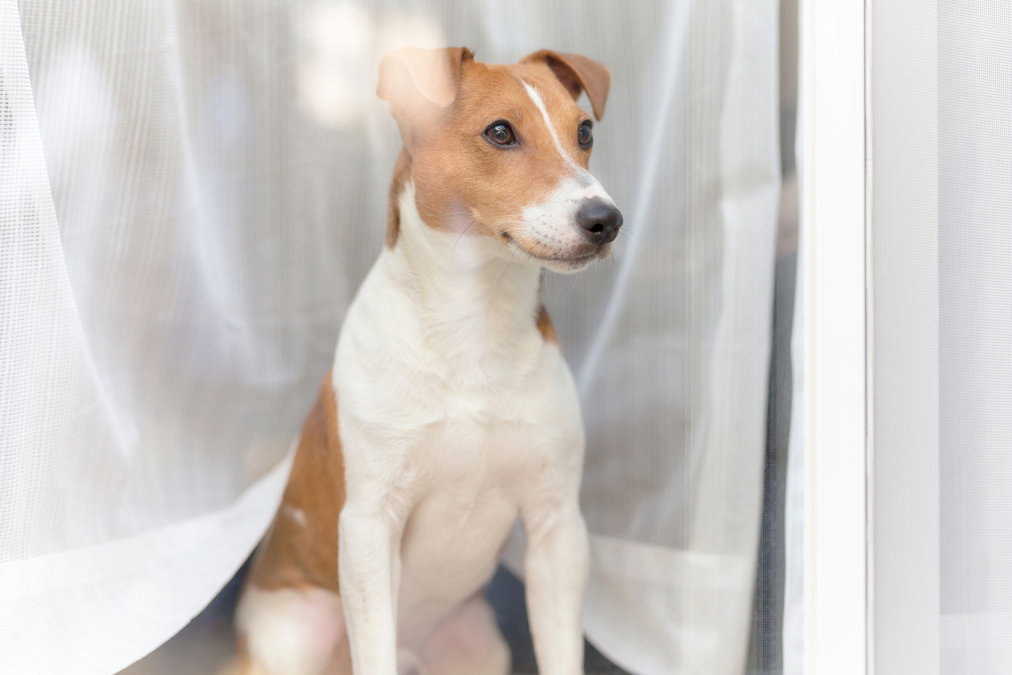 犬が留守番中に部屋をめちゃくちゃに荒らしてしまう理由と対策を紹介！