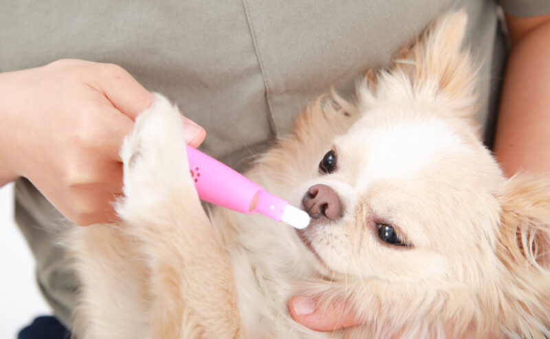 犬の歯の重要性と歯の日常ケアについて